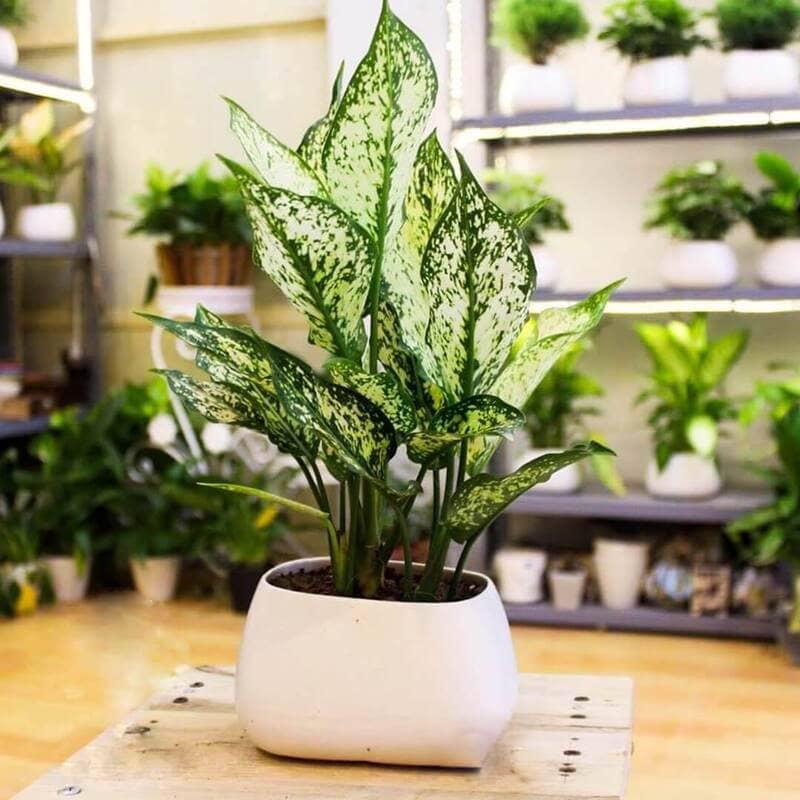 Những lưu ý khi đặt cây để bàn làm việc theo phong thủy